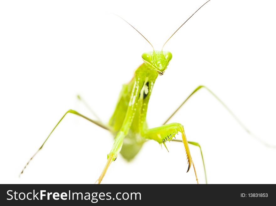 Big green insect on white background. Big green insect on white background