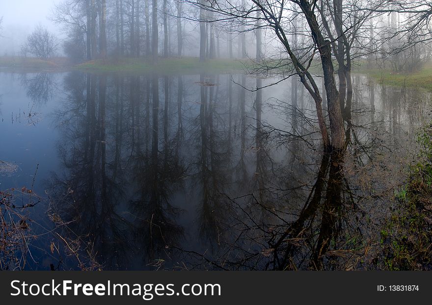 Mysterious forest at a pond