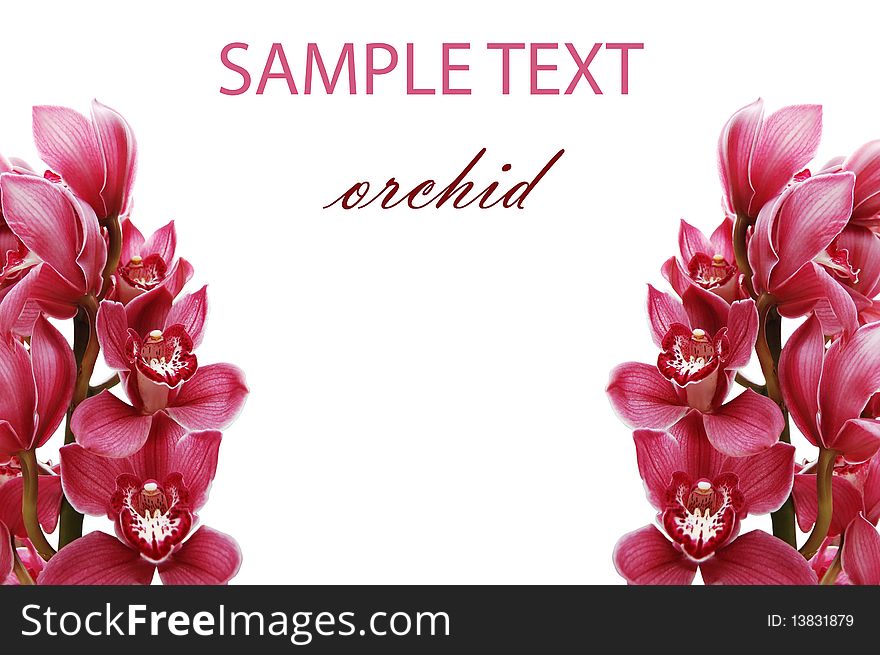 Beautiful branch of a fresh orchid background