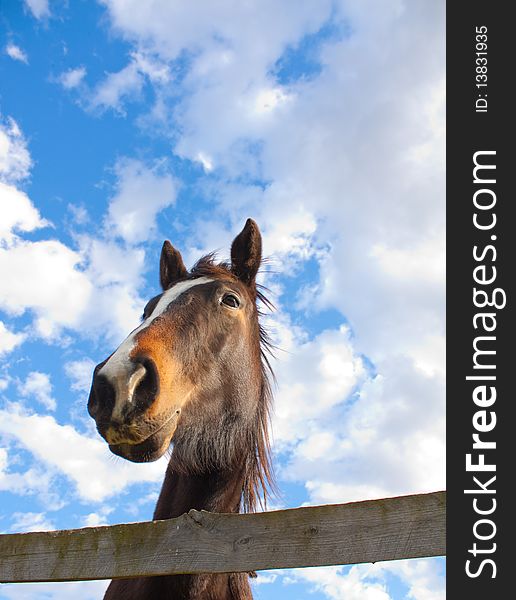 Horse head over a wooden fence. Horse head over a wooden fence