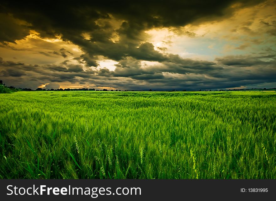 Green wheat field in summer