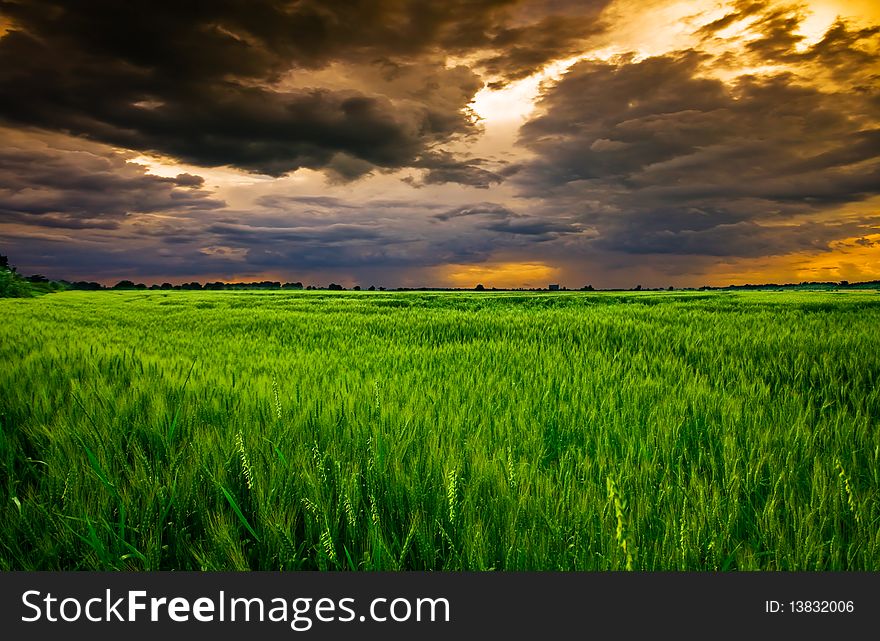 Wheat field in summer in the sunset