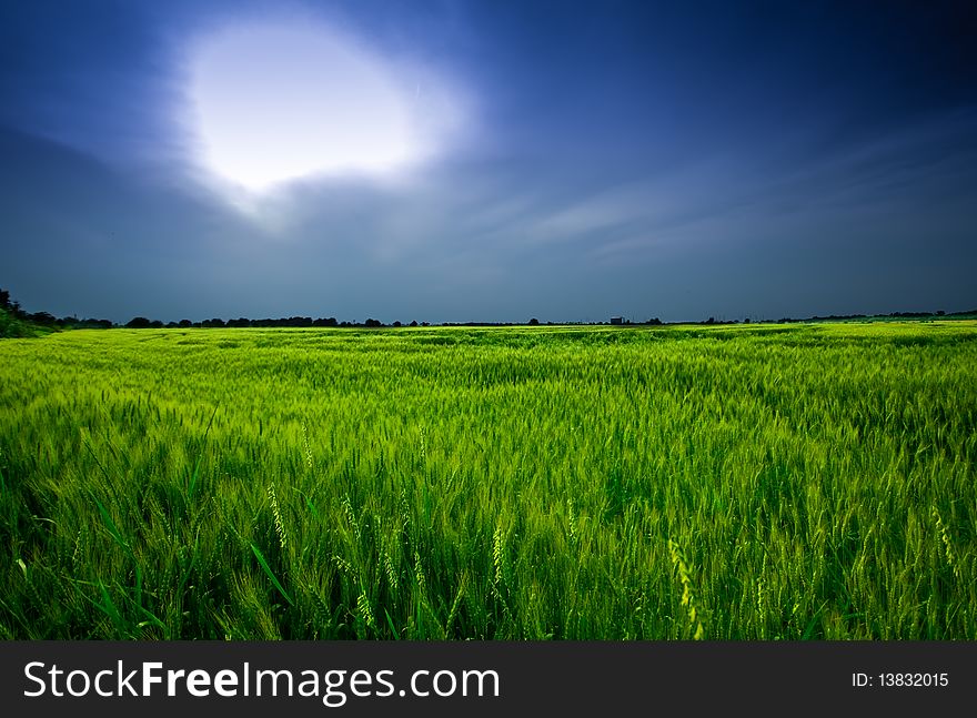 Green wheat field in summer