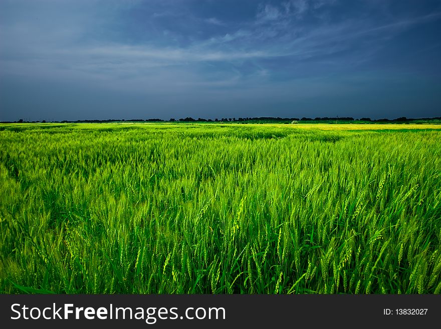 Wheat field in summer in the sunset