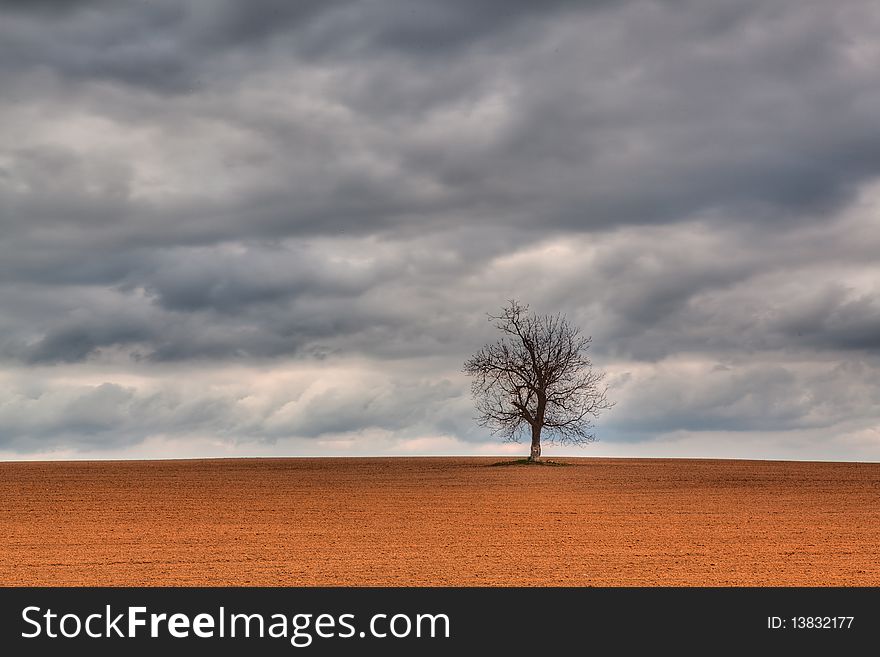 Lonely tree on the field