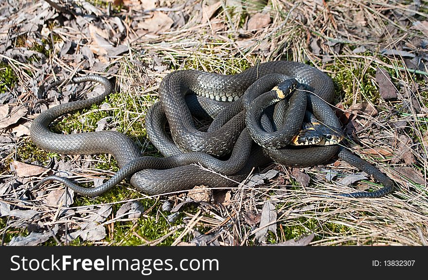Three snakes were confused together and are heated on the sun