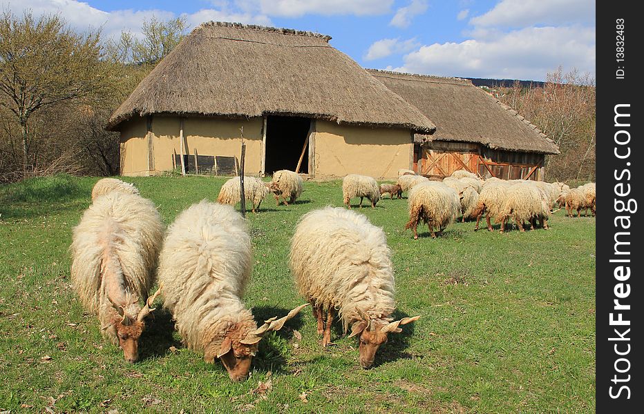 The sheep graze in front of the Stables.