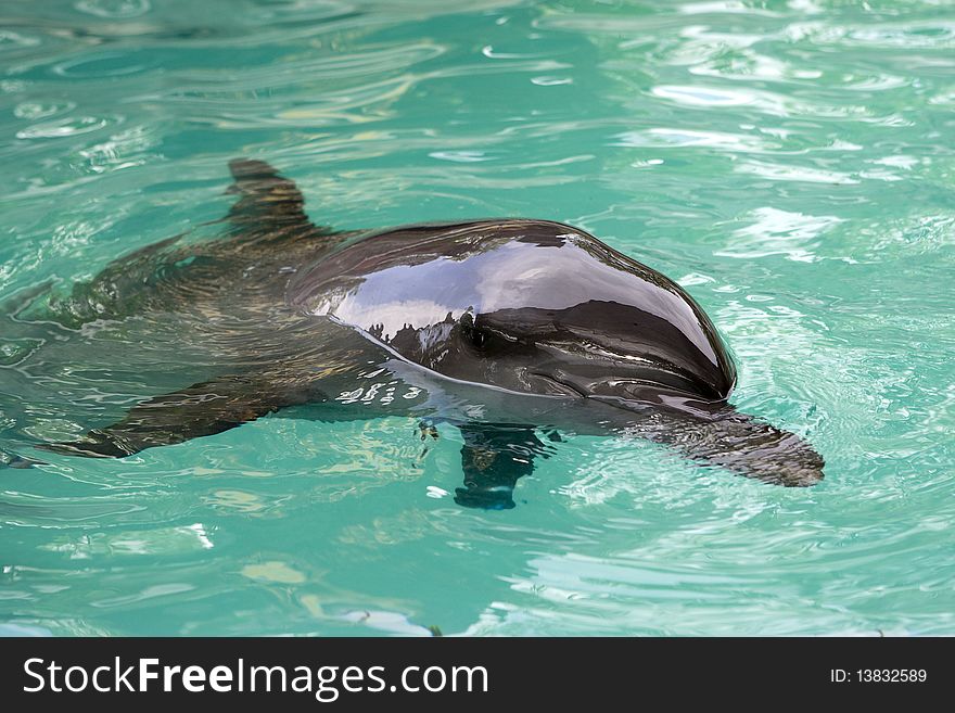 Dolphin sticks his head out of the blue water. Dolphin sticks his head out of the blue water