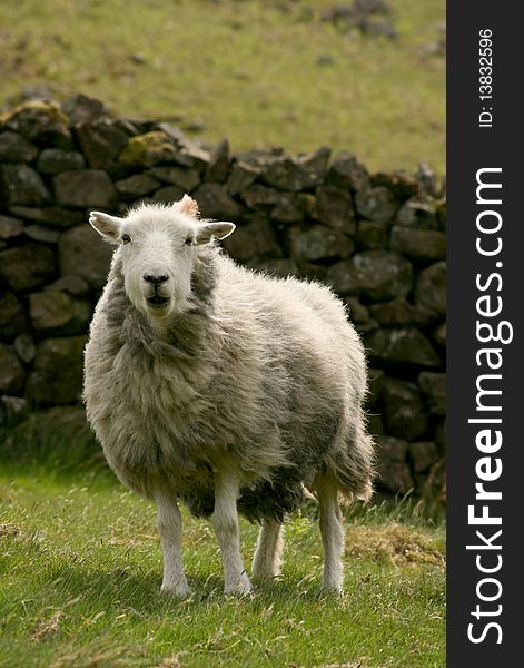 A lake district sheep in a field. A lake district sheep in a field