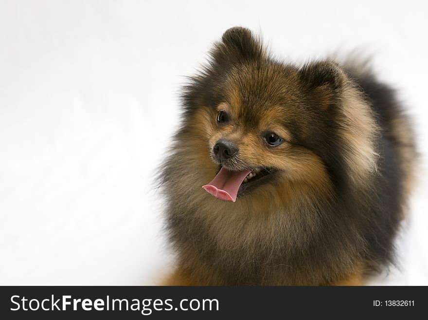 Red spitz dog with his tongue hanging out