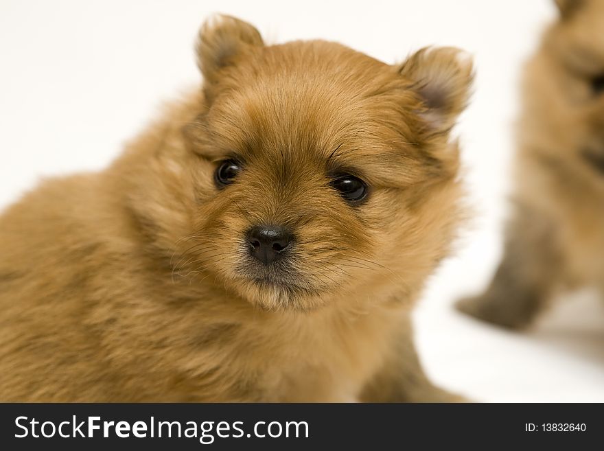 Small spitz dog over white. Small spitz dog over white