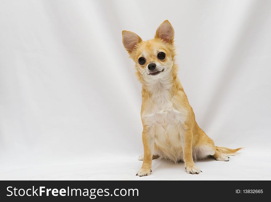 Red spitz dog with big eyes over white