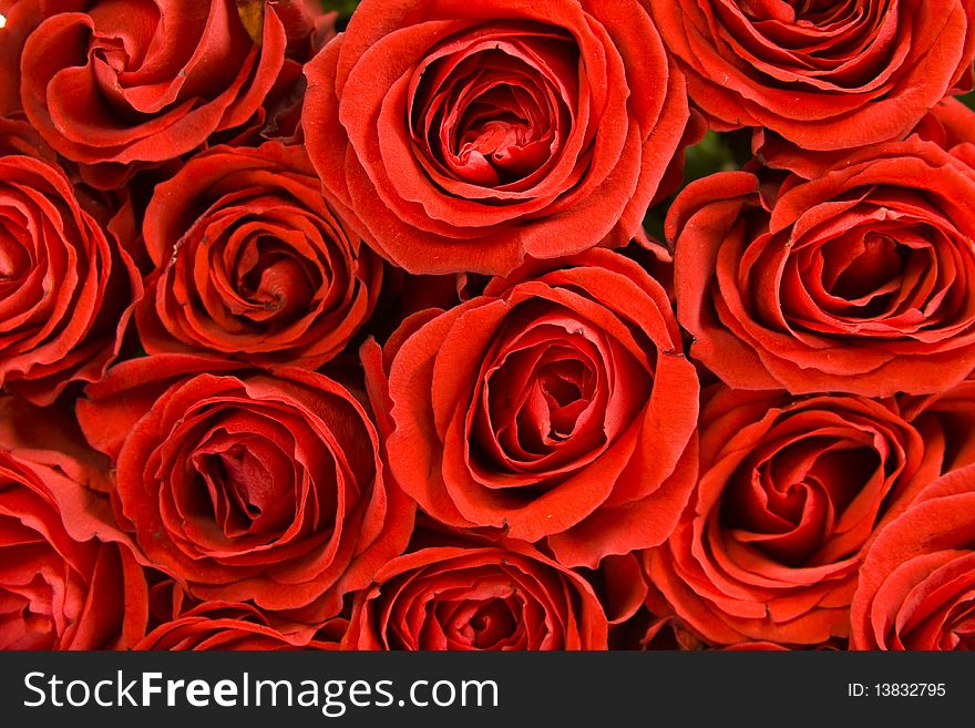 A closeup of bunch of red roses