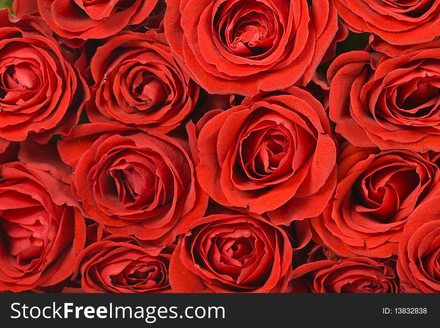 A closeup of bunch of red roses