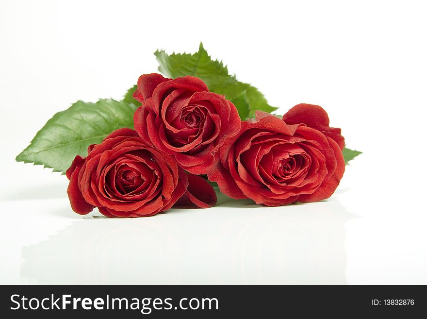 Red rose isolated on white background