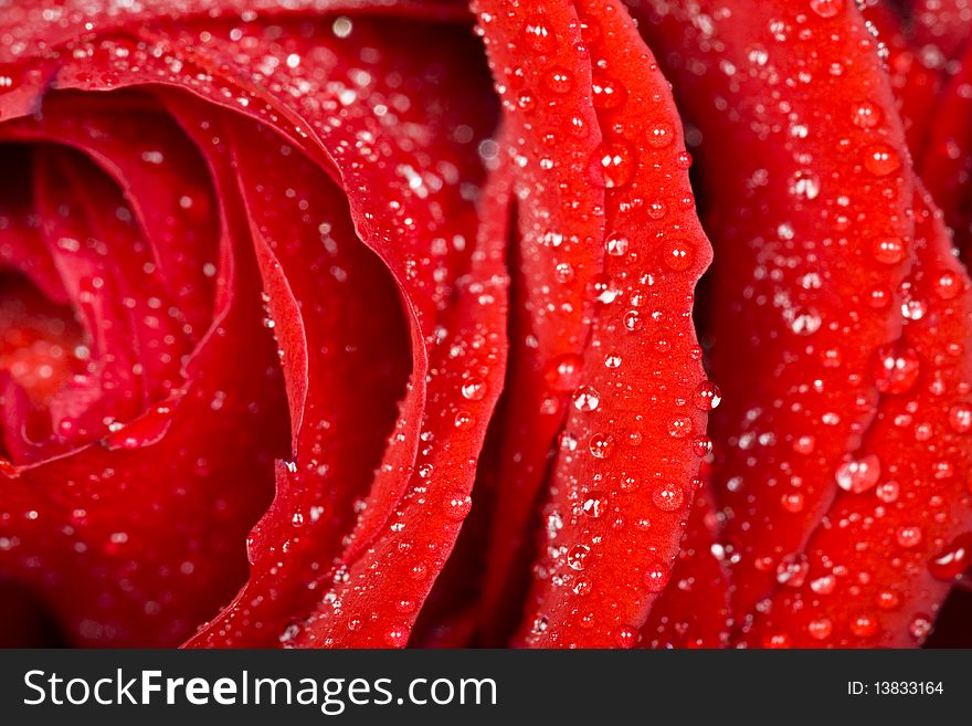 A closeup of bunch of red roses