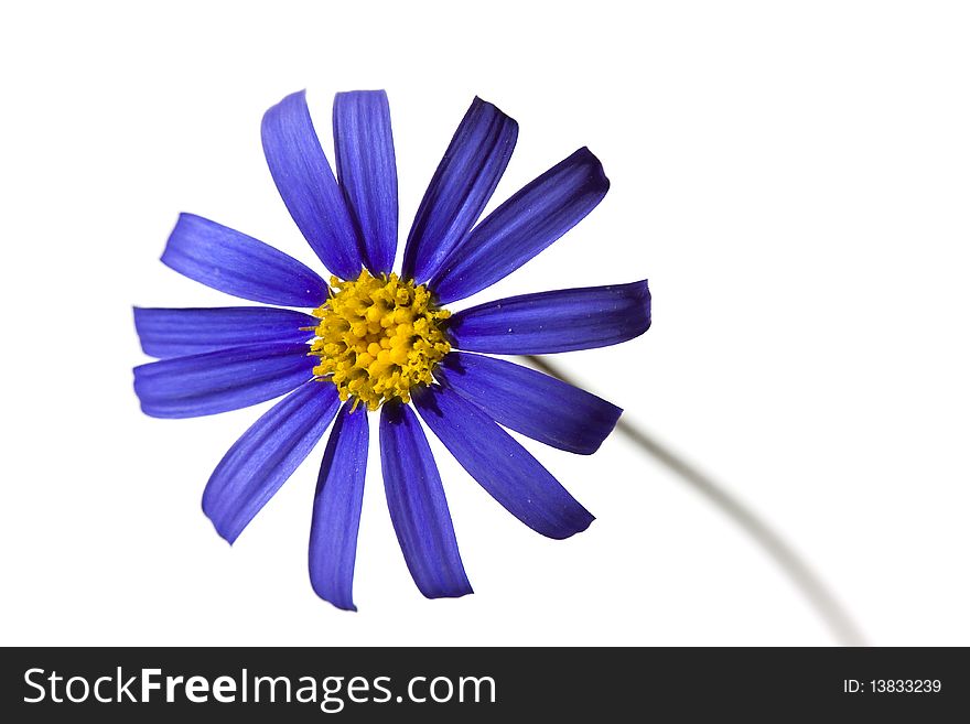 A young Violet Daisy in the Springtime,isolated on white