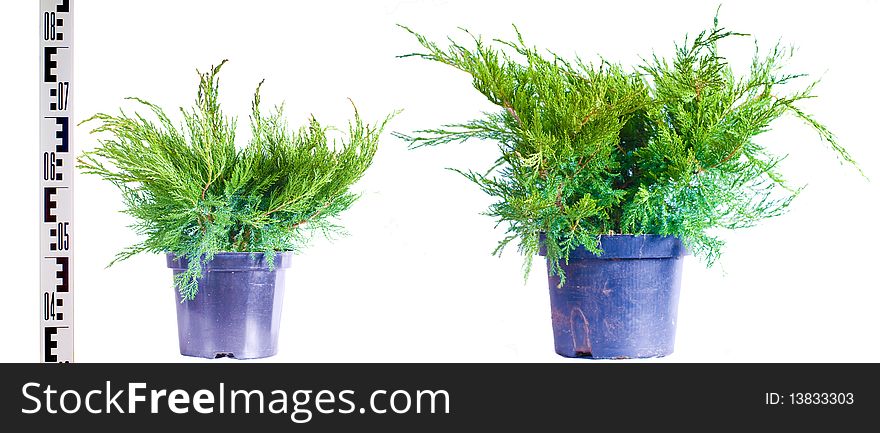 Two Junipers in a pot on a white background