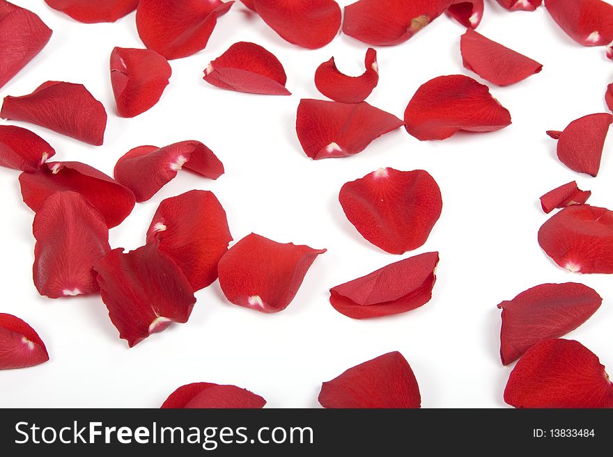 Red rose petals on the white background