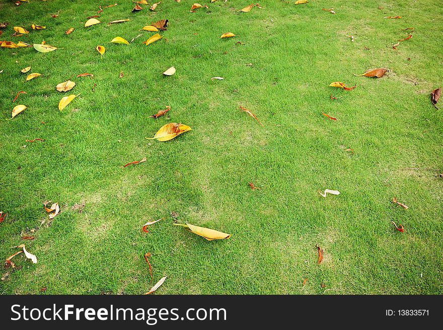 The falling leaves on lawn. The falling leaves on lawn