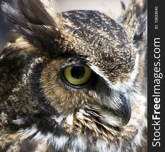 Profile portrait of a great horned owl