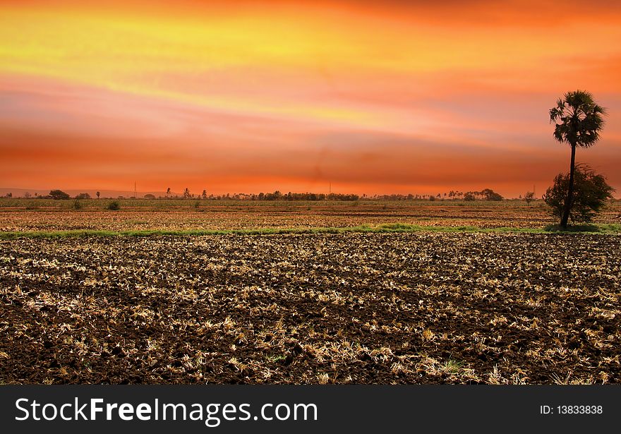 Single palm tree in the fields of India with colorful sky background. Single palm tree in the fields of India with colorful sky background