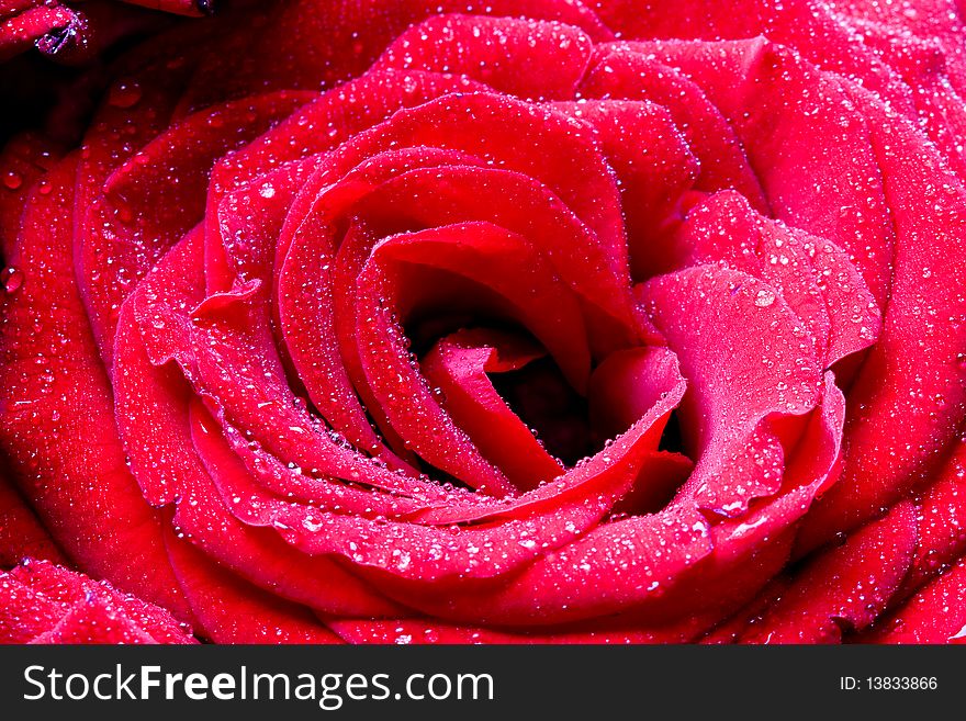 Macro image of dark red rose with water droplets.