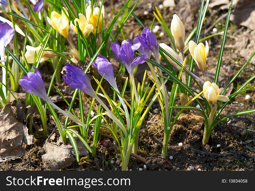 Bright violet and yellow crocuses with green leaves in spring. Bright violet and yellow crocuses with green leaves in spring