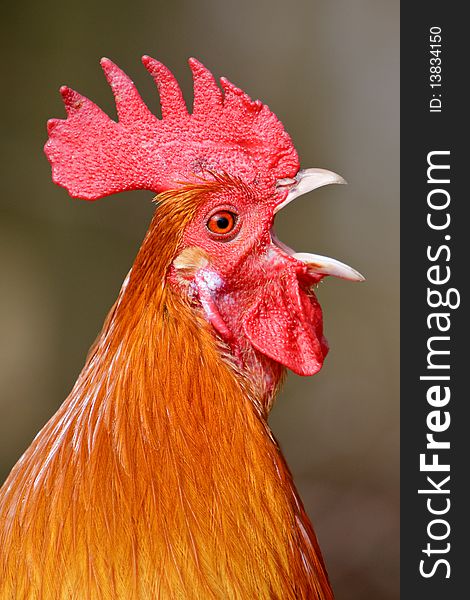 Red rooster bird in closeup