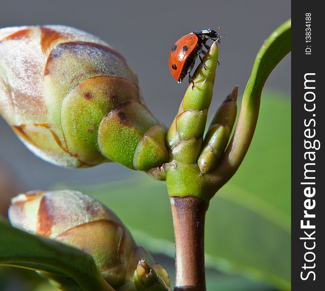 Ladybird Sitting On A Plant