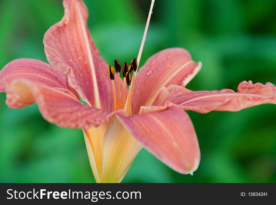 A blossoming pink lily stands out against a deep green background.