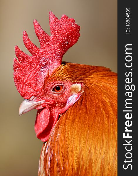 Red Rooster Bird In Closeup