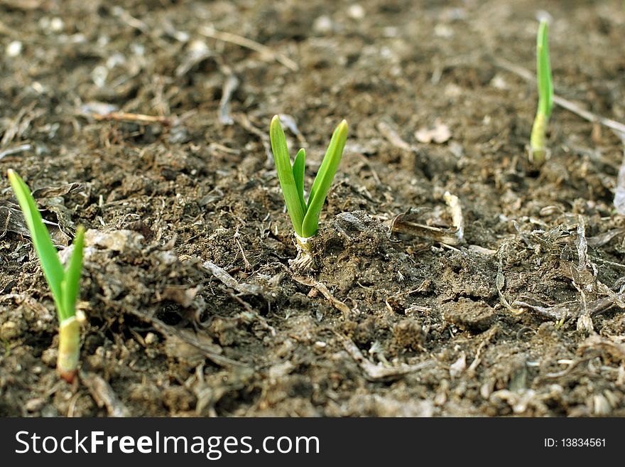 Photo of the young green plant sprout. Photo of the young green plant sprout