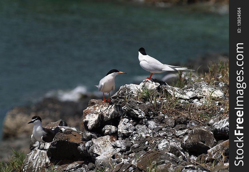 Roseate Tern (Sterna dougallii)and Bridled Terns (Sterna anaethetus)