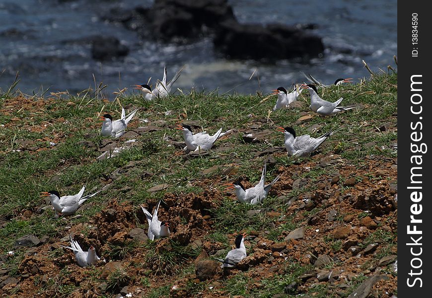 Roseate Terns nested densely in island