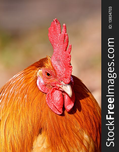 Red rooster bird in the sun as  closeup. Red rooster bird in the sun as  closeup