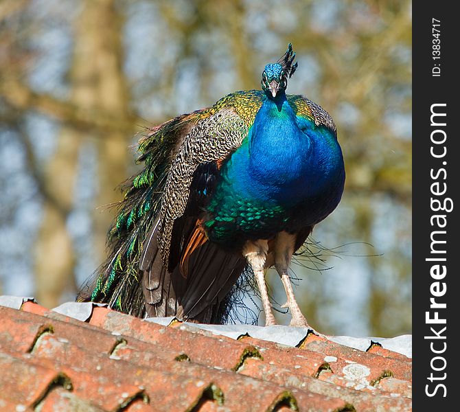 Blue peacock sitting on a roof in the sun