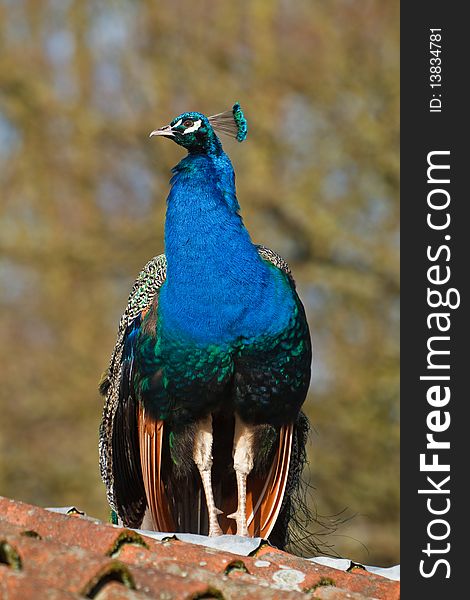 Blue peacock sitting on a roof in the sun