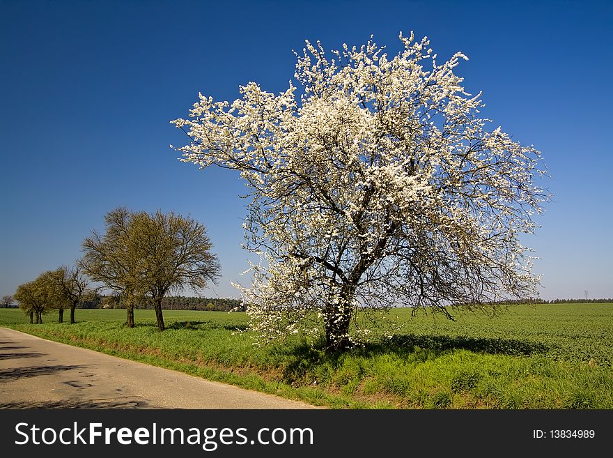 White flowery tree near roads. White flowery tree near roads