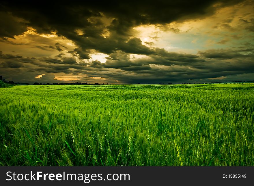 Wheat field in summer in the sunset