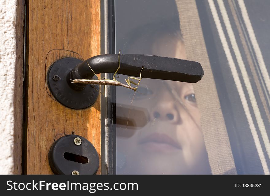 A little girl observing a Praying Mantis behind the window. A little girl observing a Praying Mantis behind the window.