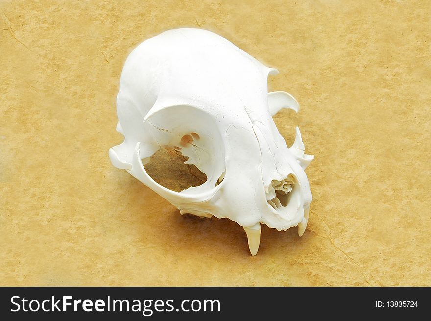 Cat skull isolated on white