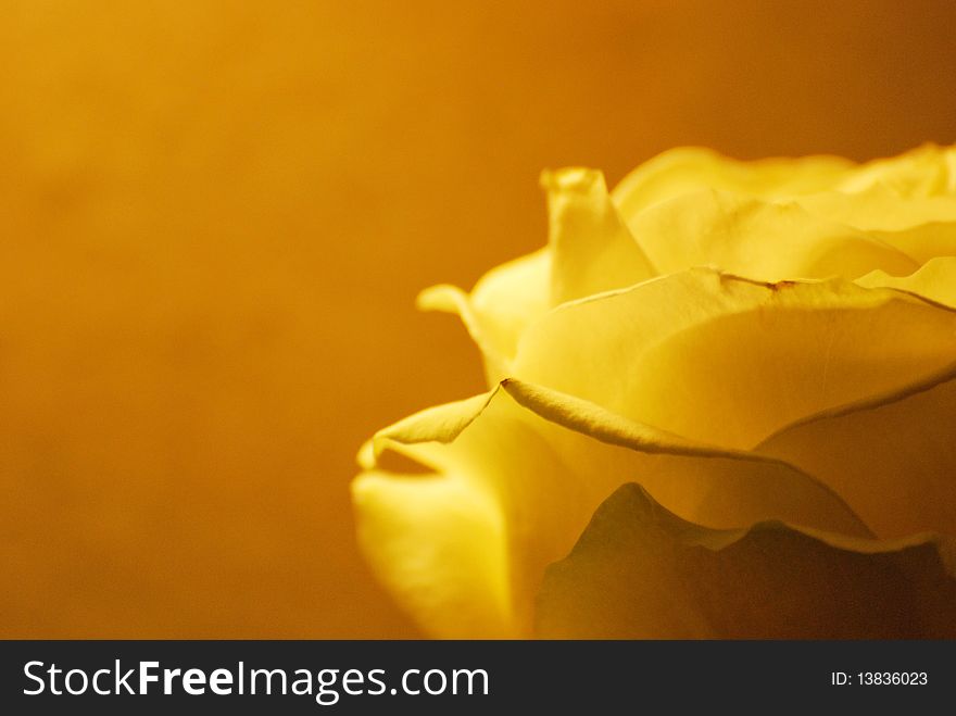 A yellow rose background/portrait