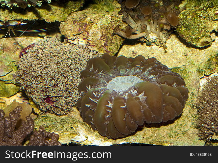 Green Coral in Saltwater Aquarium. Green Coral in Saltwater Aquarium