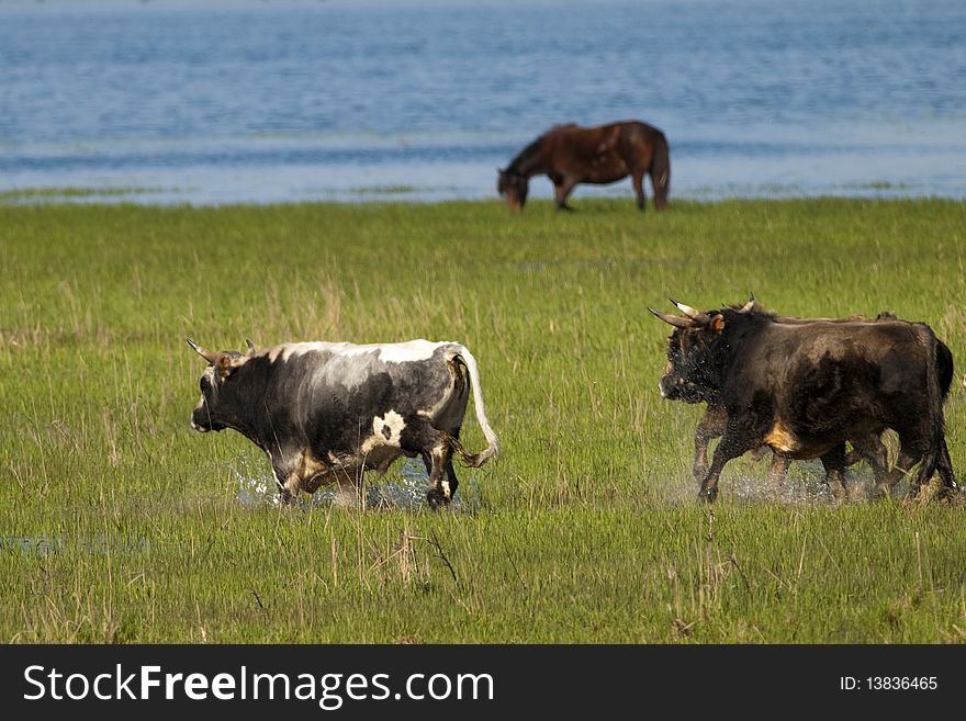 Bulls Running Through Flooded Land