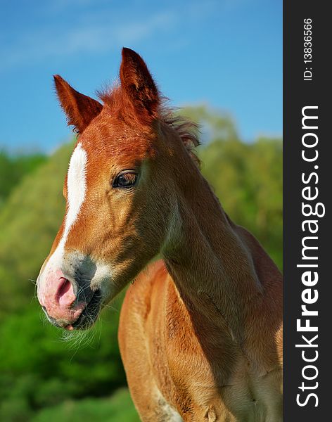 Foal portrait. Element of design. Foal portrait. Element of design.