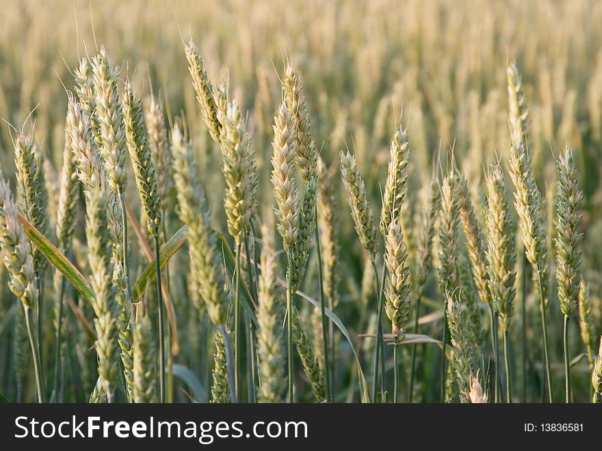 Green wheat ears on summer field background
