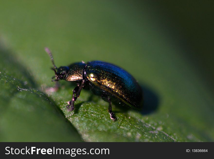 Small bug on a leaf