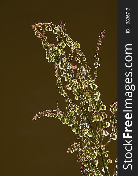 Rumex in a backlight with small depth of field