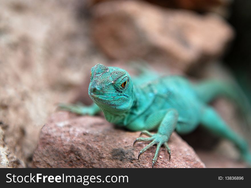 Green dragon Lizard with selective focus. Focus is on the eye. Green dragon Lizard with selective focus. Focus is on the eye